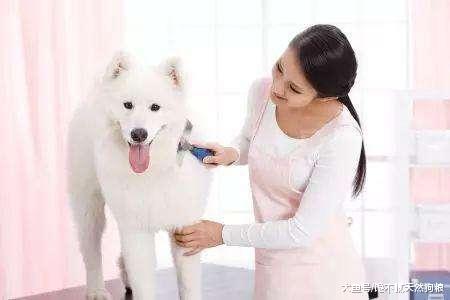 狗狗毛發總是暗淡無光？可從這5方面入手！