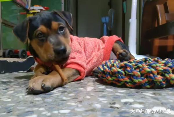 吸收超好！潜力小汪到家10天胖1.5公斤，主人后悔：名字取错了