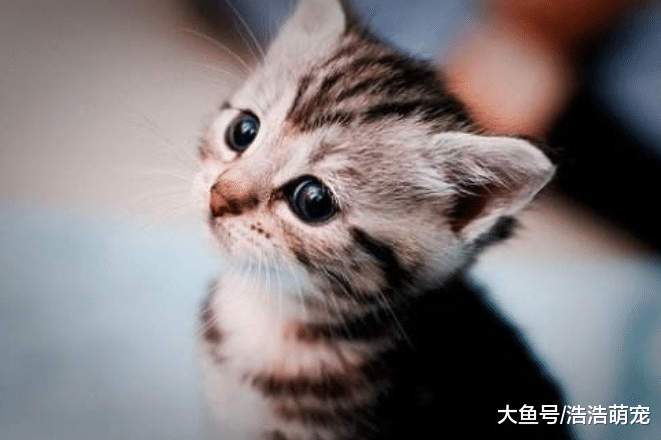 猫咪犯错，如果教育方式不对的话，它不会反思还会“记仇”