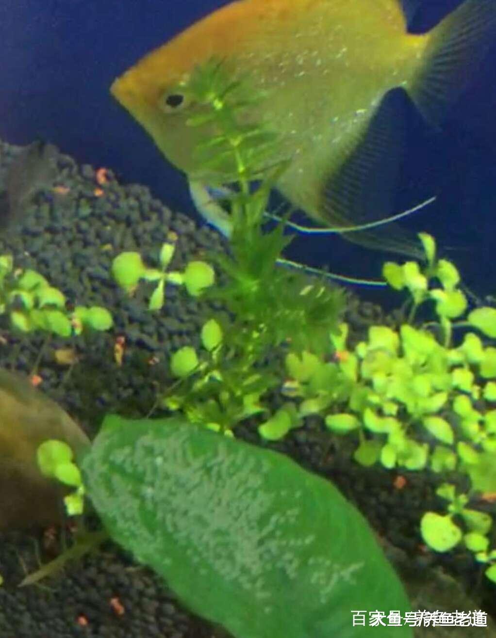 燕鱼繁殖成功, 教给大家准确地分辨燕鱼雌雄!