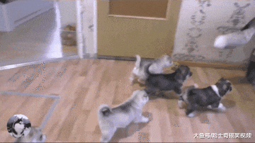 小奶狗才一个月大，二哈就开始逃避喂奶了，狗：让我静静吧