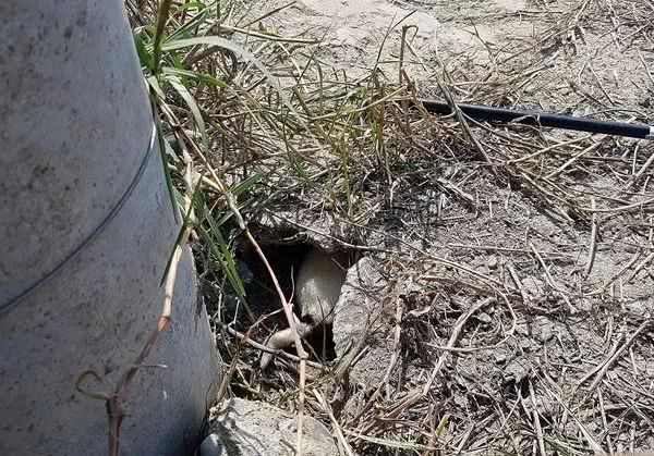 狗妈妈高速路上拦车，只为救被困的孩子！