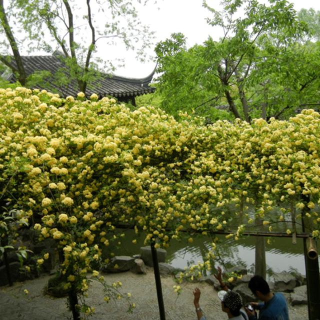 适合懒人养的“盆栽”花卉，好养花色多，花开满屋飘香