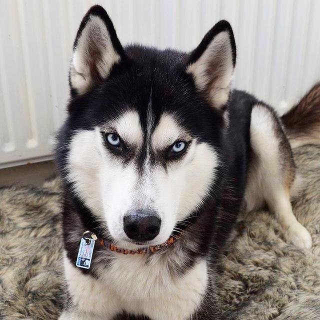 8种超像狼的狗狗，有些比哈士奇还像，一不小心吓到人