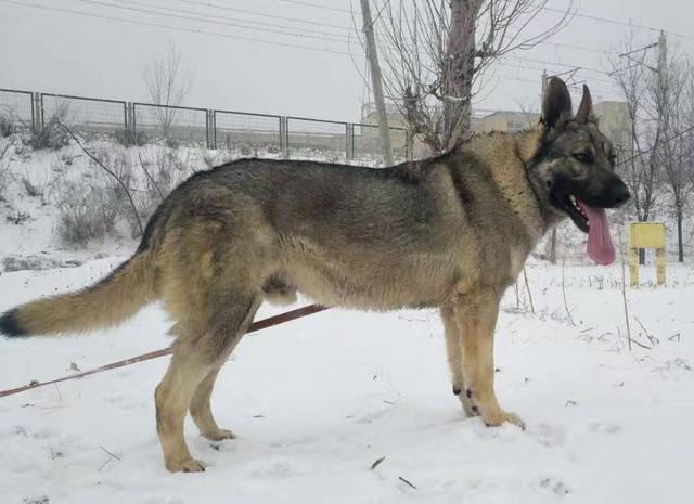 提醒大家：这5类狗，已被禁养，再养就要被请去警察局喝茶！