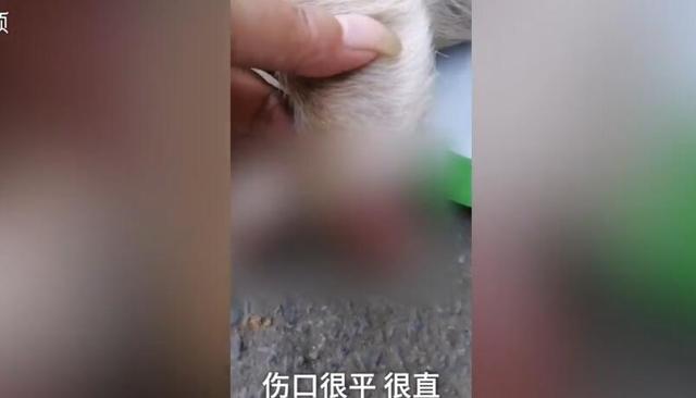 田园犬4只脚掌被一刀切，烈日下曝晒多时暴亡，不爱请别伤害！