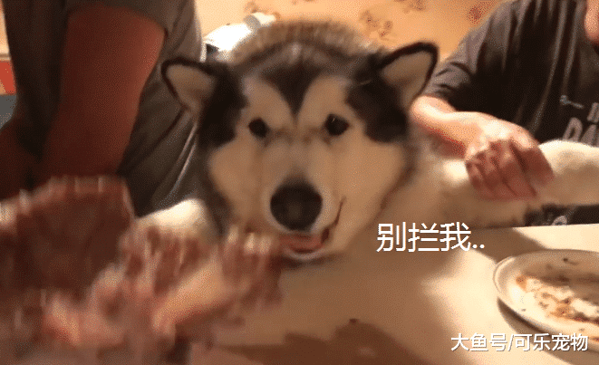 主人在餐桌上吃饭，阿拉斯加馋的蹦起来要上桌：本汪要吃肉！