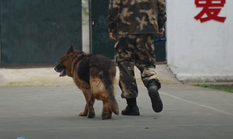退役军犬偷溜出门，看着它步履蹒跚的样子，战友哽咽了