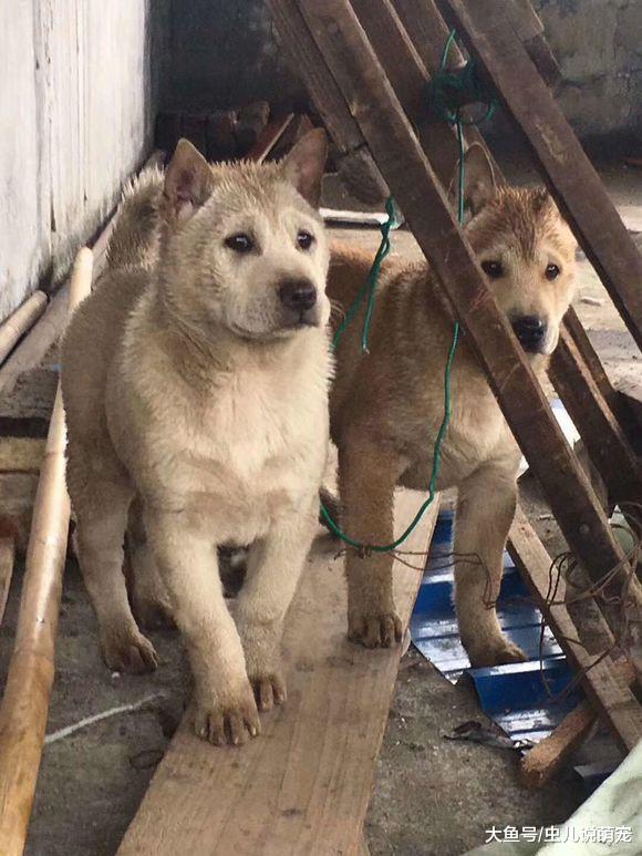 几个孩子在家一起和狗狗玩, 弄得这两只土狗到处躲藏!