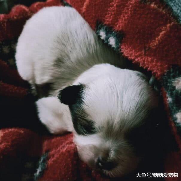 垃圾桶里撿了一只剛出生的小狗，小家伙奄奄一息差點凍死，心疼哭
