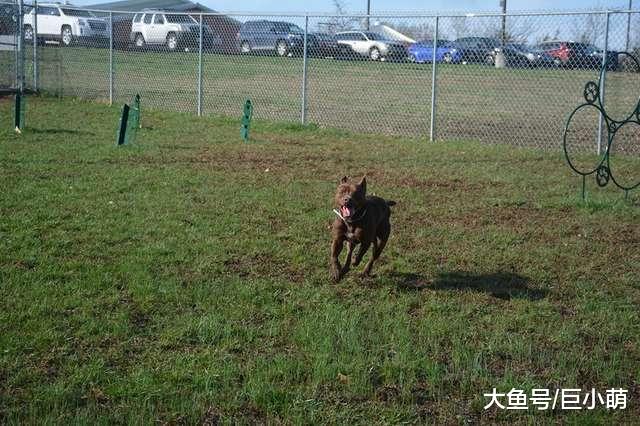 200多只猫狗全被领养，狗狗发现收容所只剩自己，眼神有点落寞