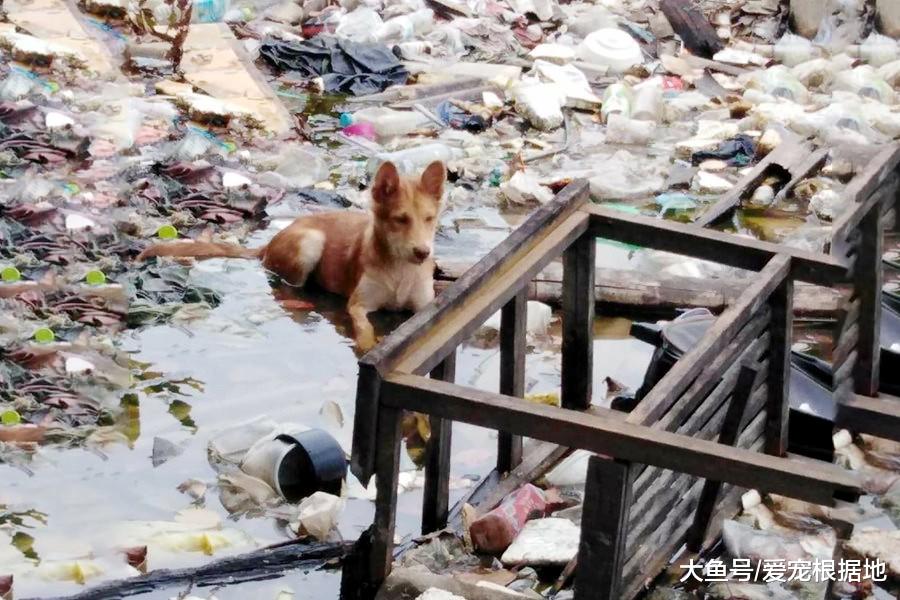 家中狗粮无故消失，“小偷”竟是儿子，母亲得知真相后感动不已