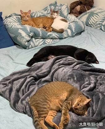 主人在开罐头，猫咪们就忍不住了，门缝里面出现三对猫眼监视主人