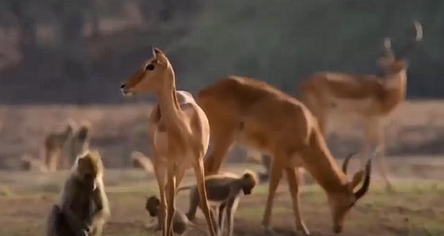 獵豹和羚羊之間的挑釁，速度之戰，到底誰能獲勝？
