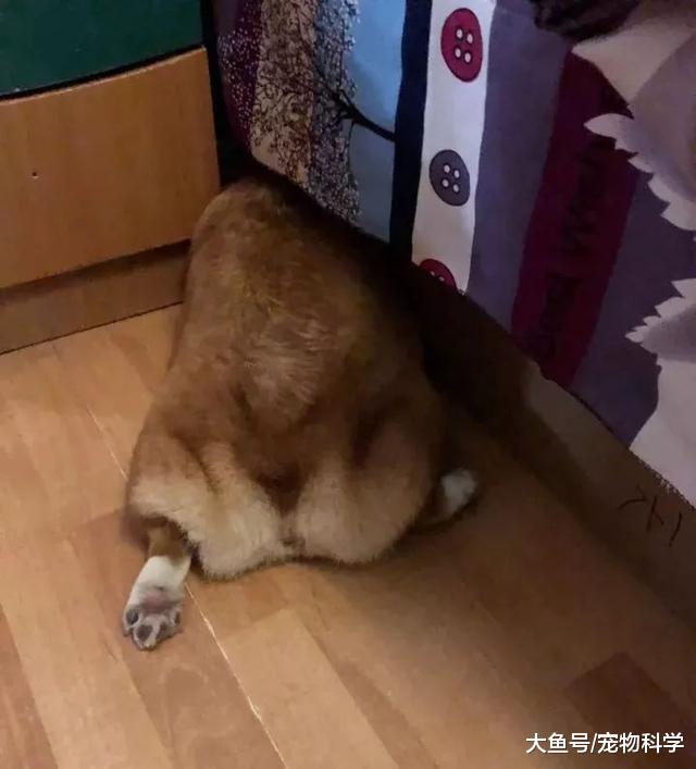 狗是否知道自己是狗？