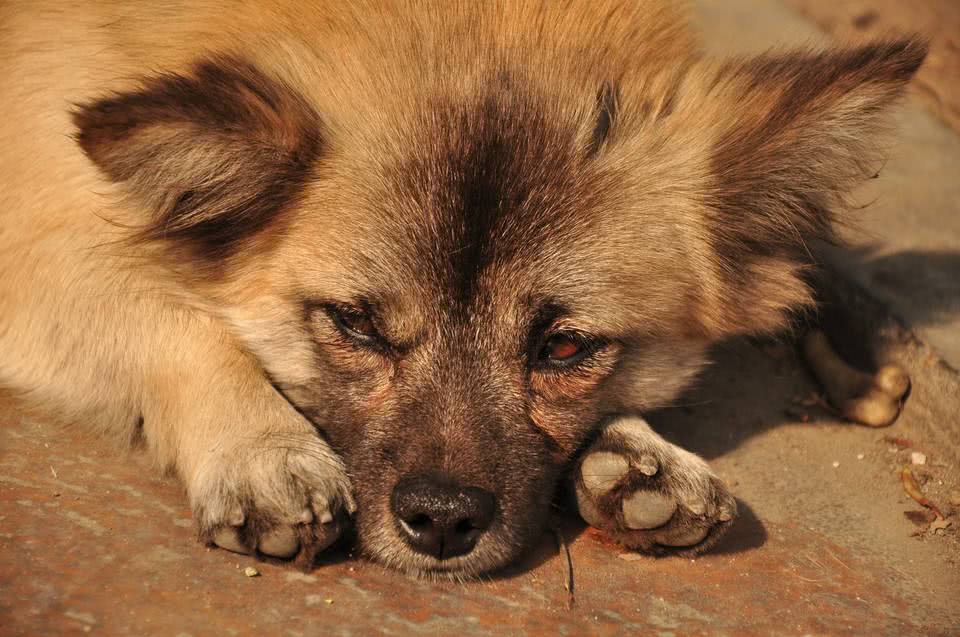 对人很忠诚的5种狗狗，但是你知道第4种的身世有多可怜吗？