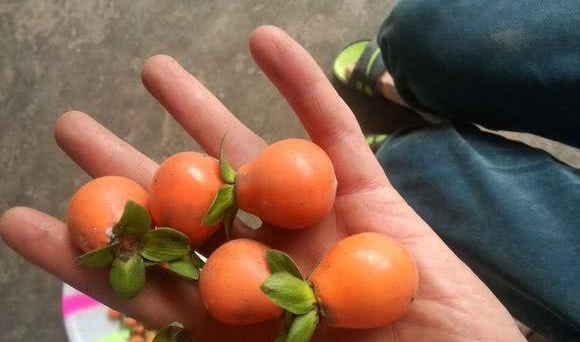 山上发现野果子，吃了几颗后发现有毒，城里人放家当盆景！