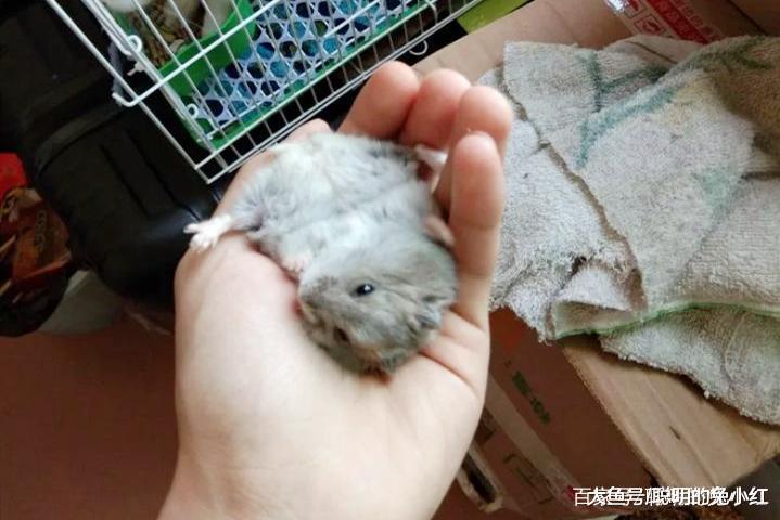 仓鼠玩跑轮，宠主玩仓鼠，鼠子：铲屎的，你还有没有良心！