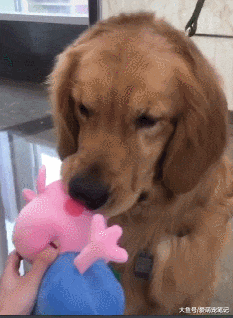 平时很皮的金毛巡逻犬，看到小女孩害羞地偷亲了一下，萌化路人心