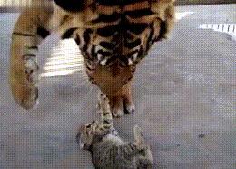 老虎也爱撸猫, 把小奶猫放进老虎笼子, 老虎的反应亮了