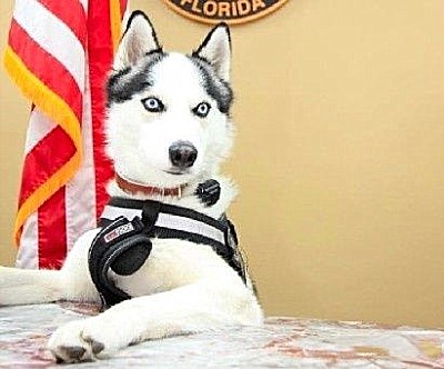 史上最牛二哈，走失后跑到警局，“萌”混过关最后竟成了警犬