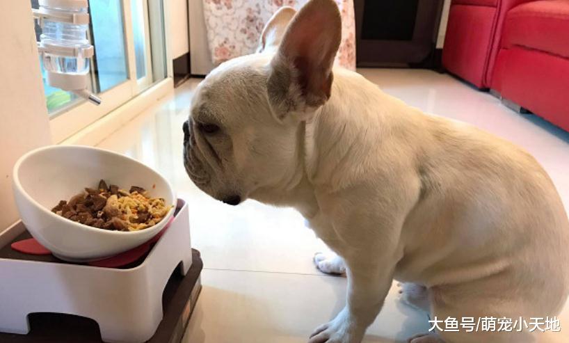 法斗飯碗前瞇眼誠心禱告超動人？其實是在等人喂它吃飯啦