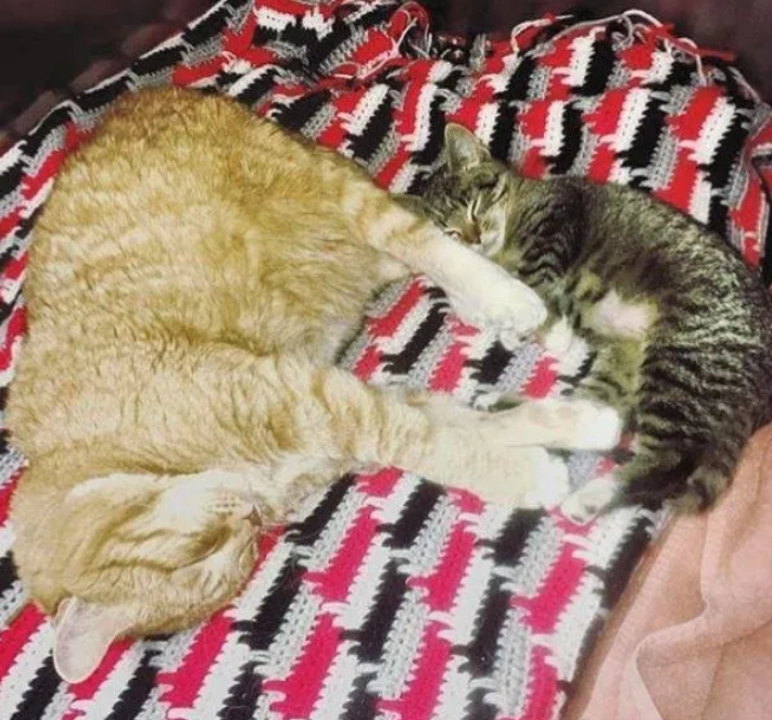 流浪猫被救，为表达感谢帮助了很多动物，如今已经晋升为“兽医”