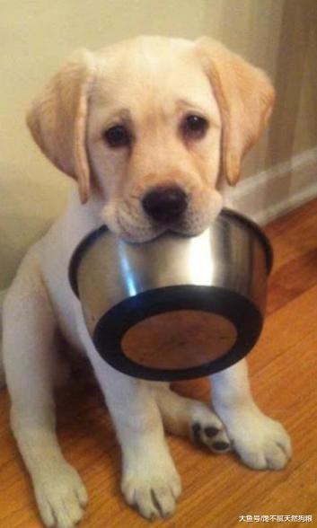 狗狗带给你的这些东西，不是用钱来衡量的