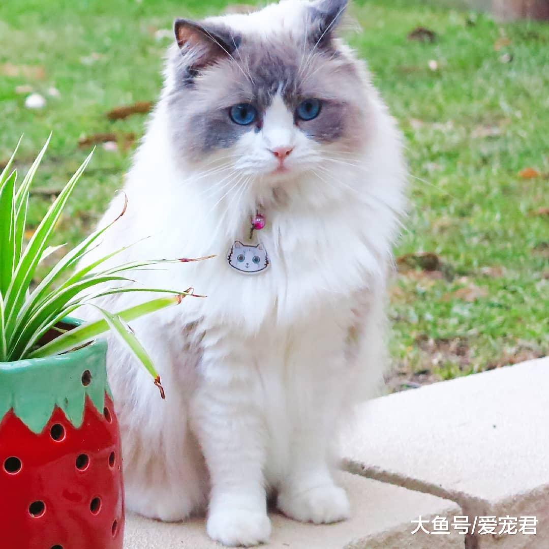 有時候貓咪在嗅一些東西后，會露出夸張的表情，它們是在做鬼臉嗎