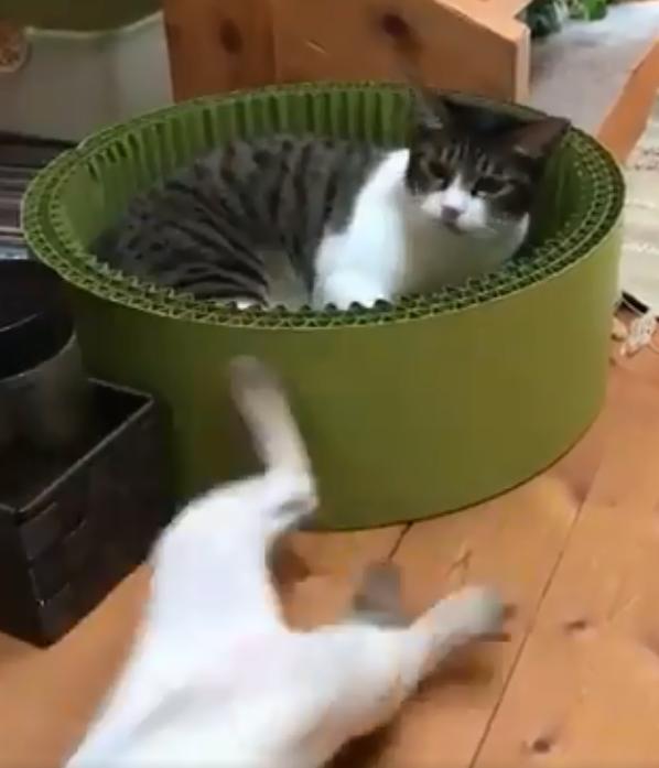 猫咪帮好友舔毛却被狂殴到晕倒：好心当做驴肝肺，我太难了