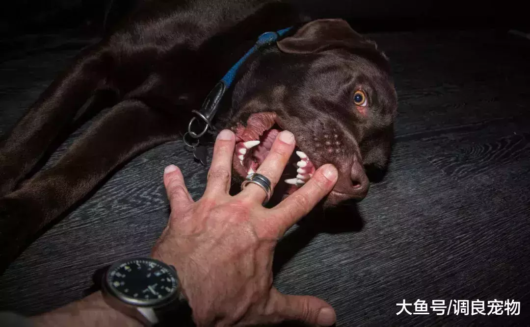 狗狗的“嘴劲控制”不是天生的!