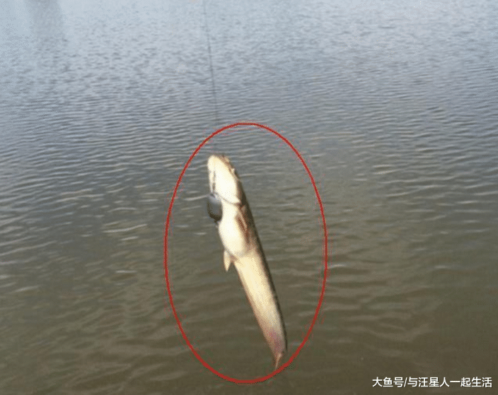 我国金沙江出现入侵物种, 可惜味太美泛滥不起来