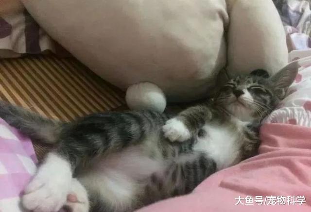 左手一只猫右手一只猫脚上再加一个汤婆子