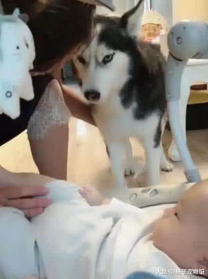 女主亲吻宝宝脚丫，二哈露出一脸傻笑，随后做法让主人彻底蒙圈