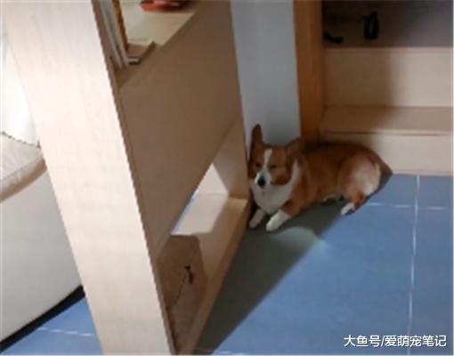 主人生完孩子回家，结果柯基被冷落，可怜无助的样子让人心疼