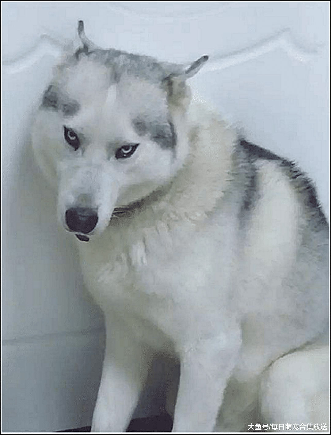 二哈想跑出笼拆家，结果头卡住不能动，狗妈的举动让主人看傻眼了