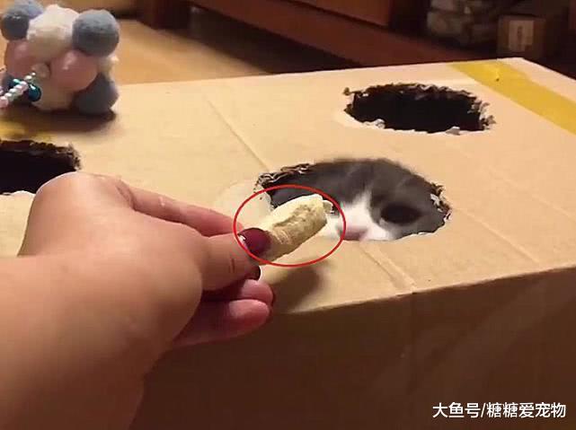 喵从箱里钻出吃零食，想回却卡在了那，网友：这猪长得好像猫啊！