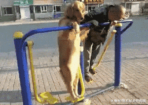 最新研究表明：养狗狗的人更幸福，坏情绪全没了