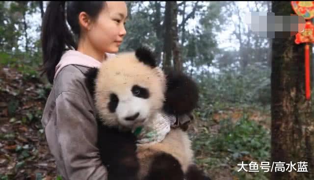 熊猫宝宝耍流氓：漂亮小姐姐快让我亲一个，网友：快放开她！