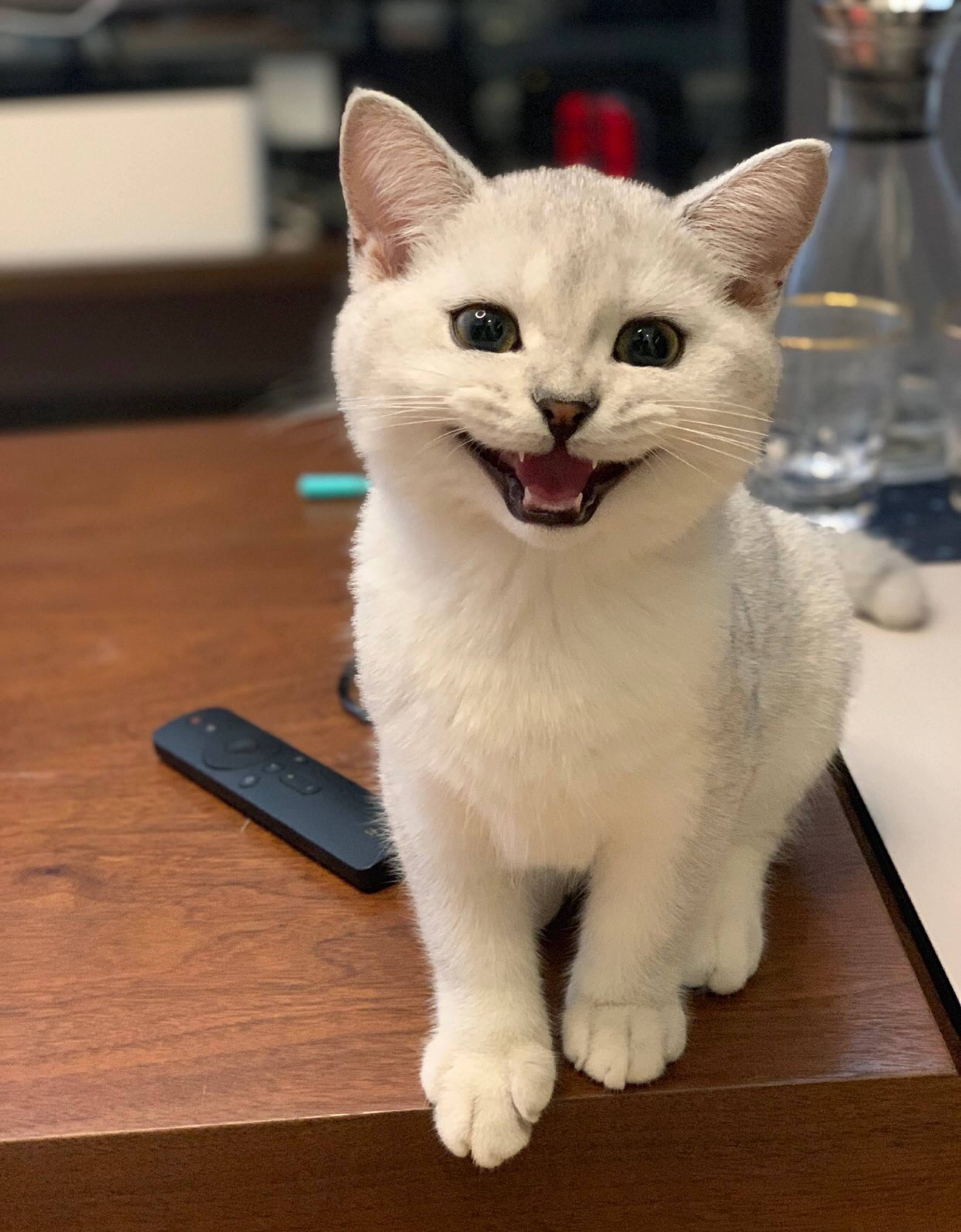 网友说他家的猫咪凶得很！就是奶凶奶凶的，这模样要萌死人了……