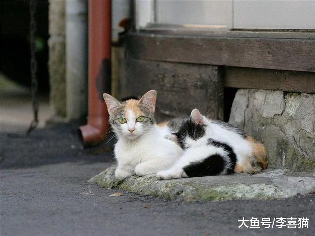 流浪猫生活很自由？了解过它的四种生活后便知道，比想象中更难过