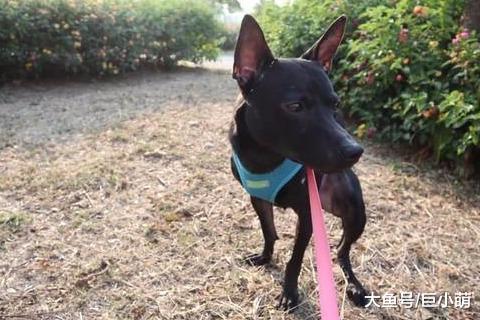 未满一岁就是摔断了腿，因此惨遭主人遗弃，但依然乐观奔跑寻新家