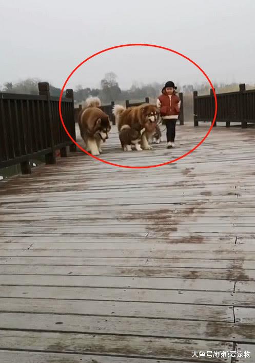 4岁小女孩带着阿拉“一家四口”遛弯，网友：这父母怎么当的？