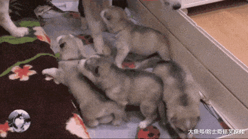 二哈當了媽，卻還常跟“朋友”跑去玩，回家還不情愿喂寶寶