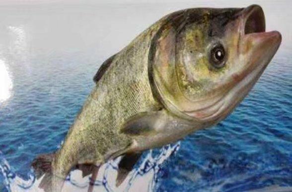 『水底奥秘』把淡水鱼丢到海里，鱼会变成怎么样？