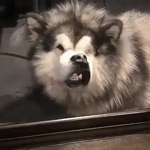 哈士奇抓了一只蜥蜴回家，女主人看到不淡定了！