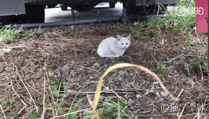 男人养的猫咪是不是都挺傻？