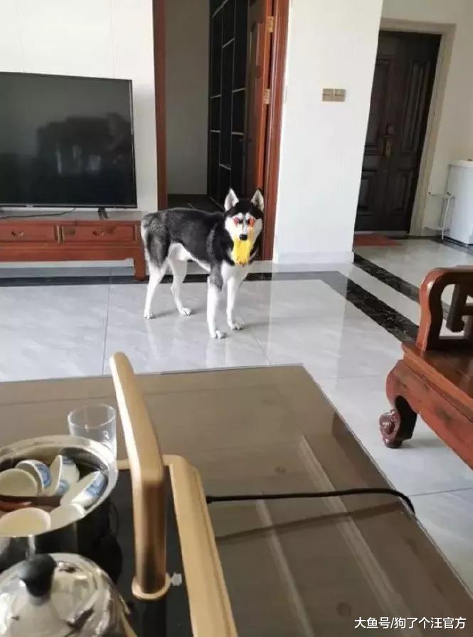 家里的鸡出事了，狗根本没在慌的