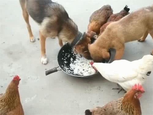 寵主們注意！這個東西狗狗絕對不能碰，不是巧克力