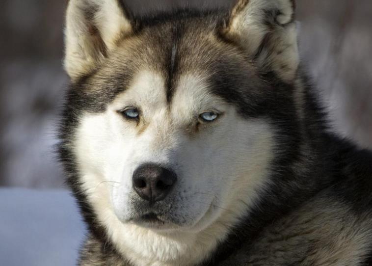 铲屎官骑车带二哈兜风, 二哈的坐姿亮了, 主人一看笑到胃抽筋